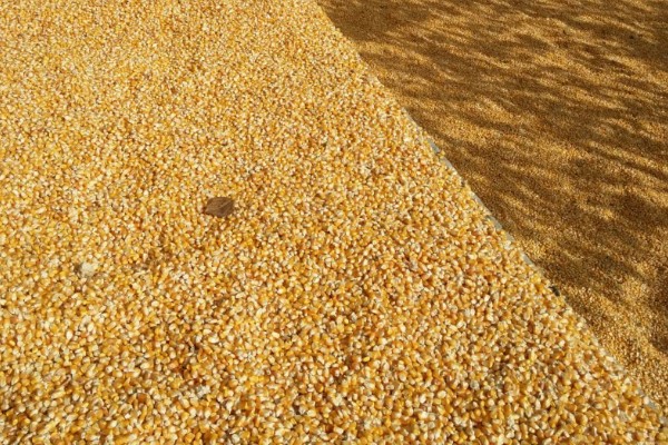 6月初适合种植哪些农作物，推荐夏玉米、夏大豆等