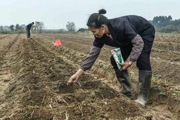 6月初适合种植哪些农作物，推荐夏玉米、夏大豆等