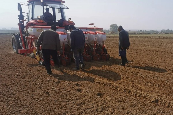 6月初适合种植哪些农作物，推荐夏玉米、夏大豆等