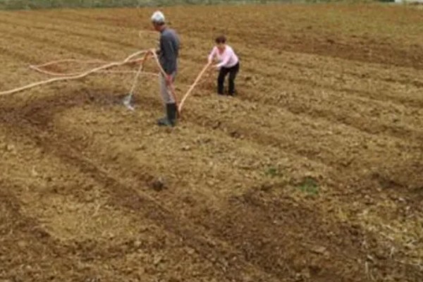 6月初适合种植哪些农作物，推荐夏玉米、夏大豆等