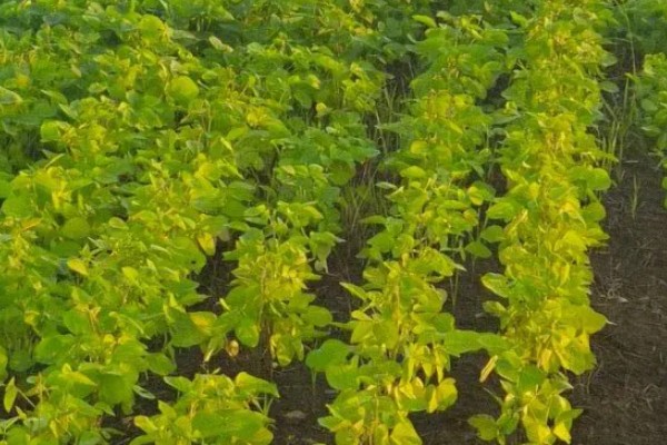 6月初适合种植哪些农作物，推荐夏玉米、夏大豆等