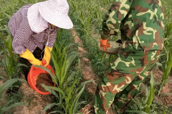 6月初适合种植哪些农作物，推荐夏玉米、夏大豆等