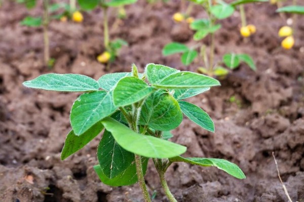 6月初适合种植哪些农作物，推荐夏玉米、夏大豆等