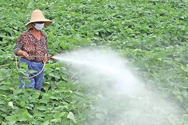 6月初适合种植哪些农作物，推荐夏玉米、夏大豆等