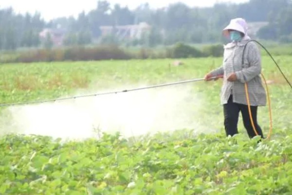 6月初适合种植哪些农作物，推荐夏玉米、夏大豆等