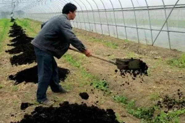 6月初适合种植哪些农作物，推荐夏玉米、夏大豆等