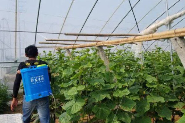 6月初适合种植哪些农作物，推荐夏玉米、夏大豆等