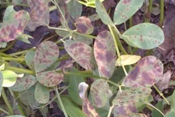 花生为什么早衰落叶，可能是病虫为害、花生脱肥等因素所致