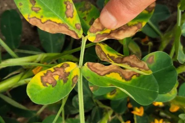 花生为什么早衰落叶，可能是病虫为害、花生脱肥等因素所致