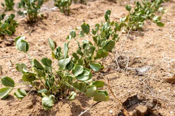花生为什么早衰落叶，可能是病虫为害、花生脱肥等因素所致