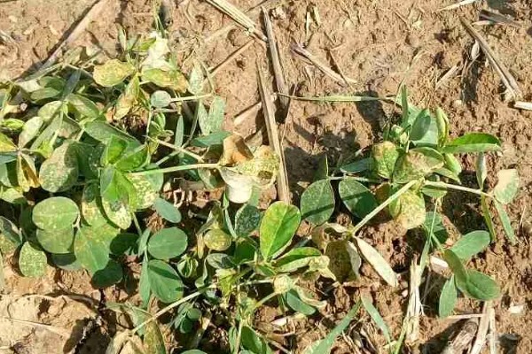 花生为什么早衰落叶，可能是病虫为害、花生脱肥等因素所致