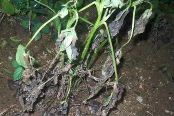 花生为什么早衰落叶，可能是病虫为害、花生脱肥等因素所致