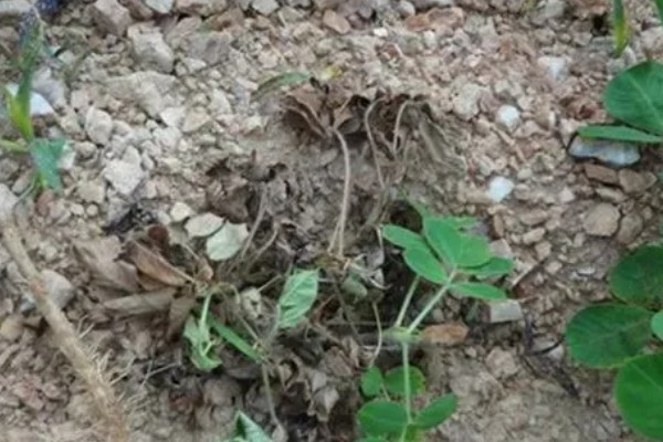 花生为什么早衰落叶，可能是病虫为害、花生脱肥等因素所致