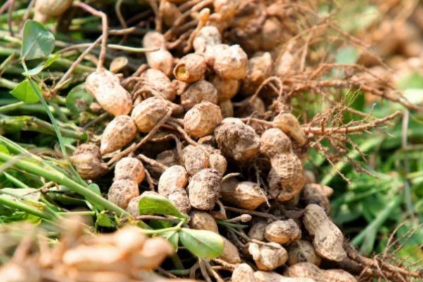 花生为什么早衰落叶，可能是病虫为害、花生脱肥等因素所致