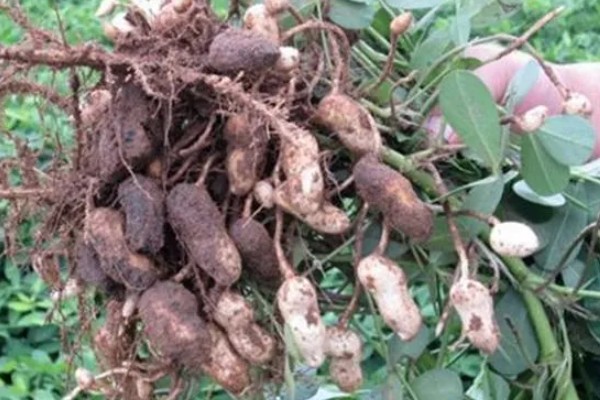 花生为什么早衰落叶，可能是病虫为害、花生脱肥等因素所致