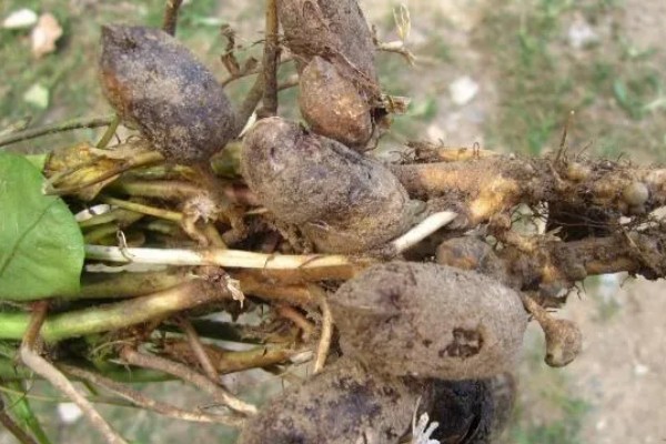 花生为什么早衰落叶，可能是病虫为害、花生脱肥等因素所致