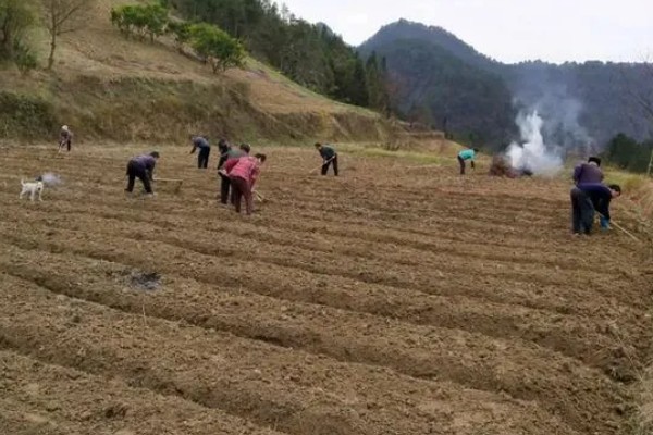 6月初适合种植哪些农作物，推荐夏玉米、夏大豆等