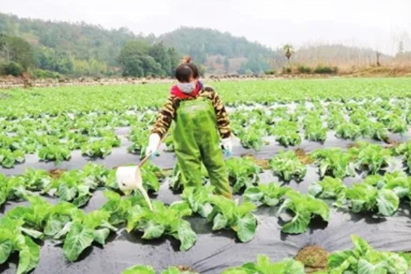 6月初适合种植哪些农作物，推荐夏玉米、夏大豆等