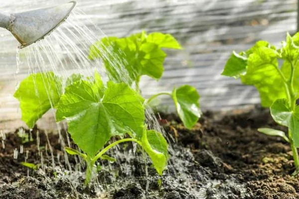 6月初适合种植哪些农作物，推荐夏玉米、夏大豆等