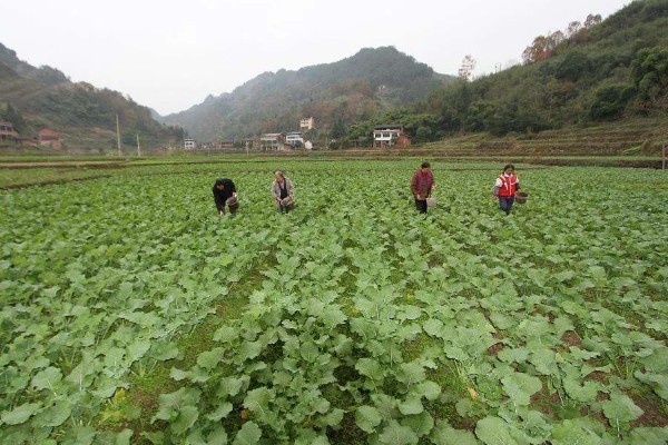6月初适合种植哪些农作物，推荐夏玉米、夏大豆等