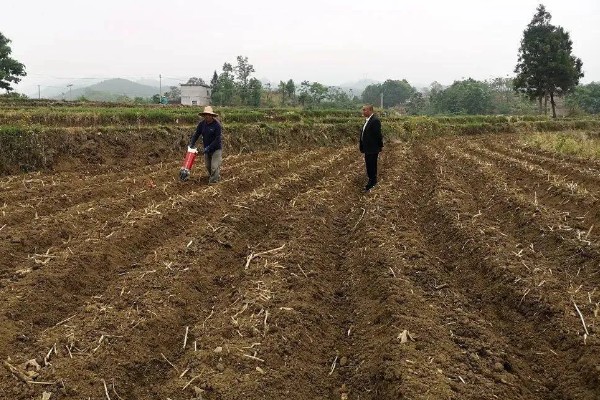 6月初适合种植哪些农作物，推荐夏玉米、夏大豆等