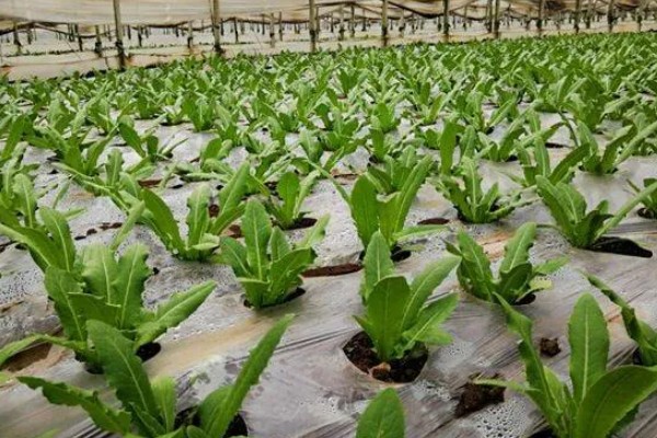 6月初适合种植哪些农作物，推荐夏玉米、夏大豆等