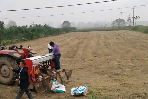 6月初适合种植哪些农作物，推荐夏玉米、夏大豆等