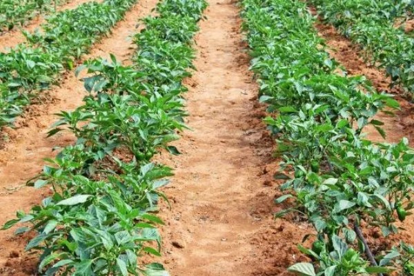 6月初适合种植哪些农作物，推荐夏玉米、夏大豆等