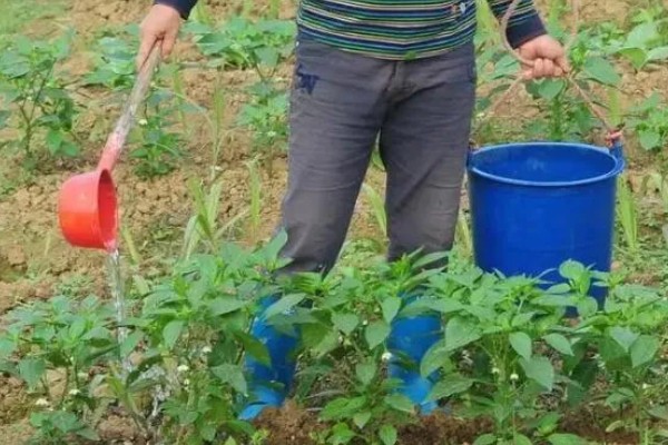 6月初适合种植哪些农作物，推荐夏玉米、夏大豆等