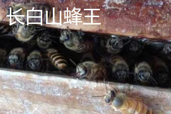 长白山蜂王还是阿坝蜂王好，要根据实际情况来综合考量