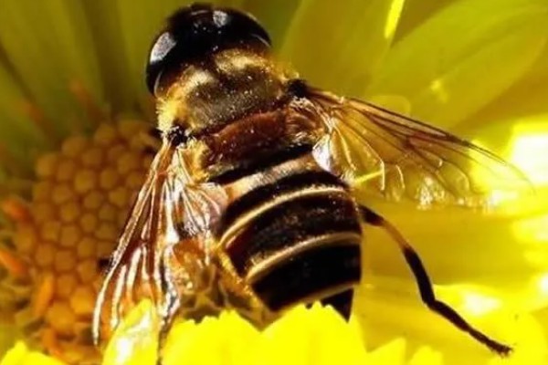 长白山蜂王还是阿坝蜂王好，要根据实际情况来综合考量