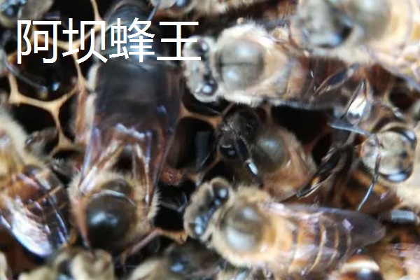 长白山蜂王还是阿坝蜂王好，要根据实际情况来综合考量