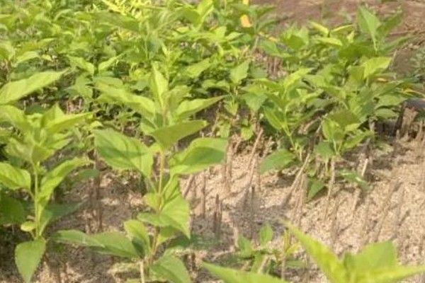 连翘如何繁殖，可分株、压条繁殖等