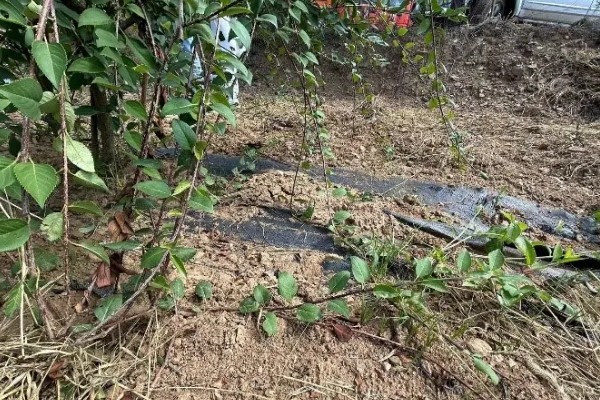 连翘如何繁殖，可分株、压条繁殖等