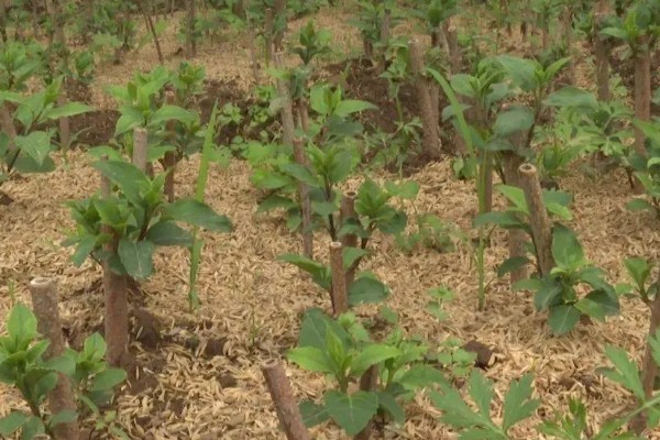 连翘如何繁殖，可分株、压条繁殖等