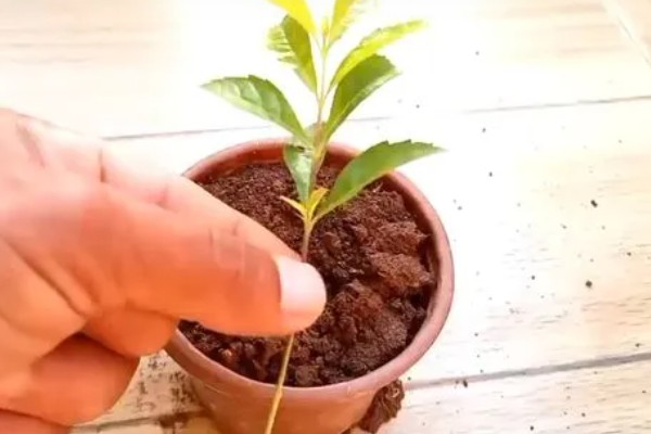 连翘如何繁殖，可分株、压条繁殖等