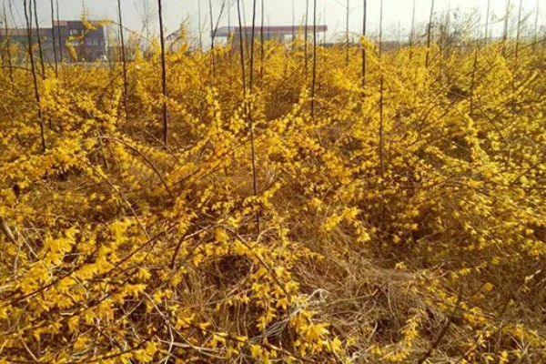 连翘如何繁殖，可分株、压条繁殖等