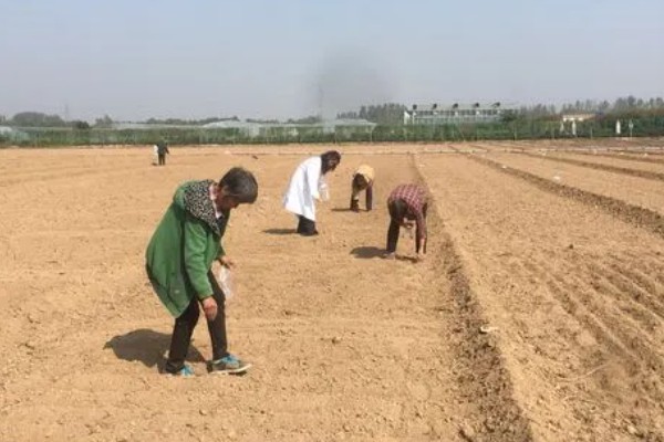 连翘如何繁殖，可分株、压条繁殖等