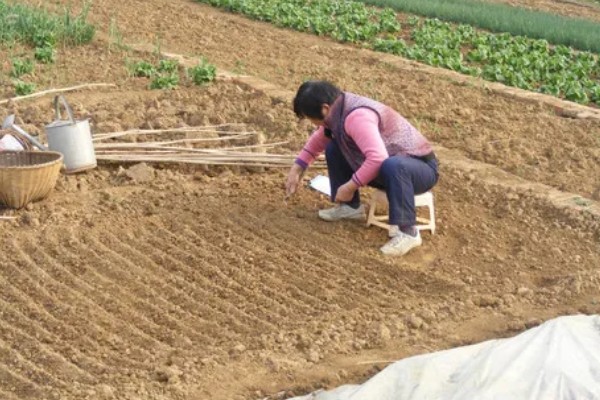 连翘如何繁殖，可分株、压条繁殖等