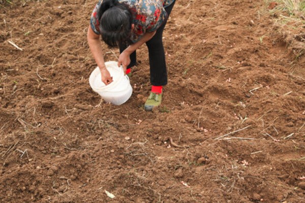 连翘如何繁殖，可分株、压条繁殖等