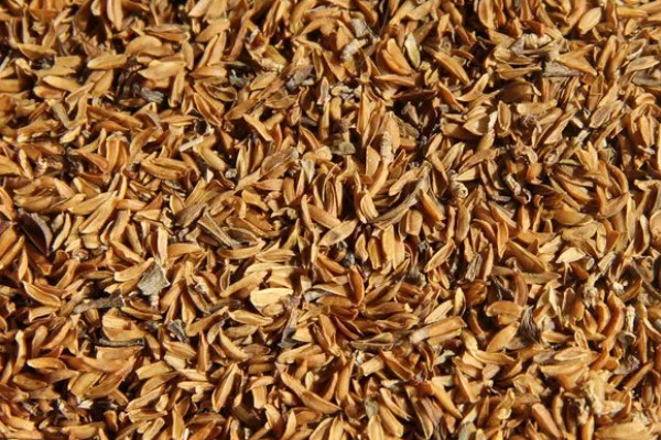 连翘如何繁殖，可分株、压条繁殖等