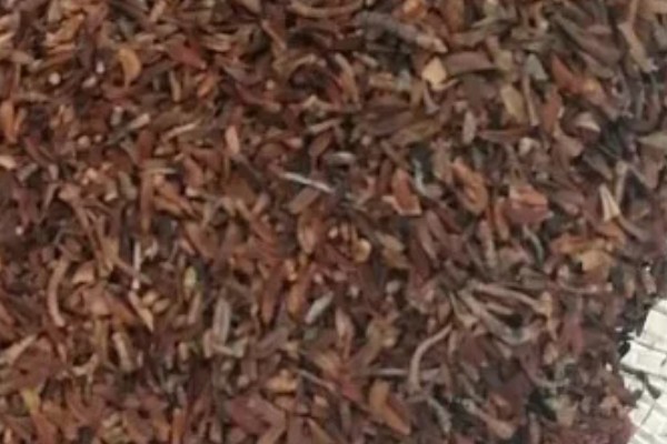 连翘如何繁殖，可分株、压条繁殖等