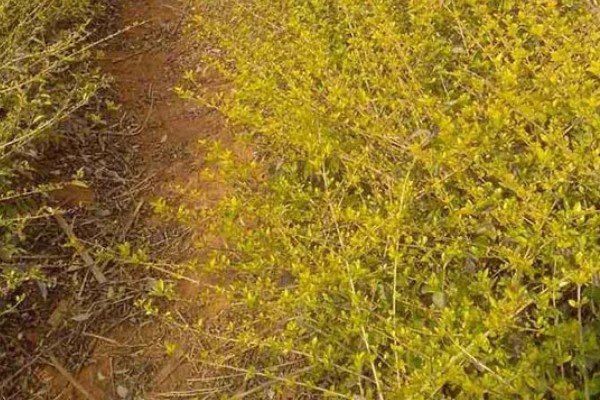 连翘如何繁殖，可分株、压条繁殖等