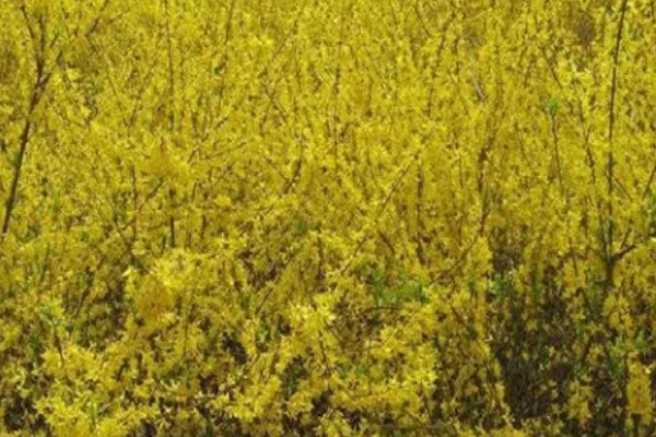 连翘如何繁殖，可分株、压条繁殖等