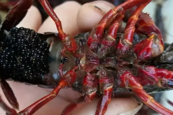 小龙虾抱籽后多久会出小虾，要经过12-25天左右