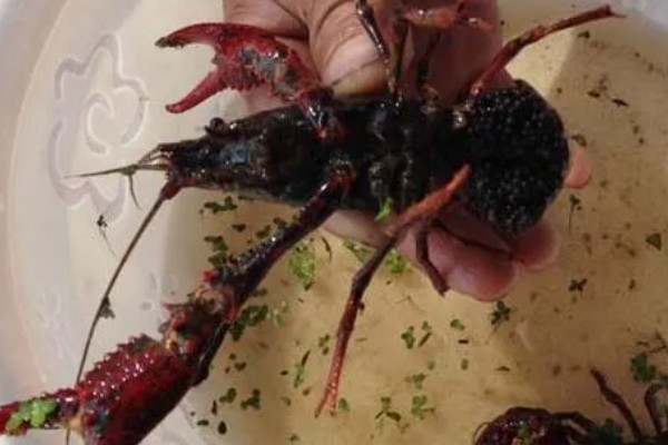 小龙虾抱籽后多久会出小虾，要经过12-25天左右