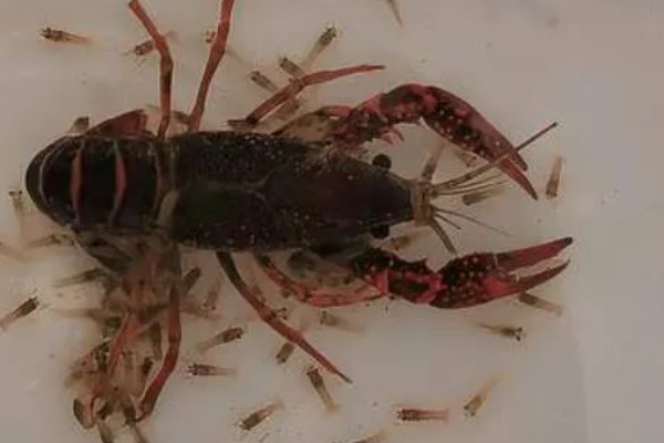 小龙虾抱籽后多久会出小虾，要经过12-25天左右