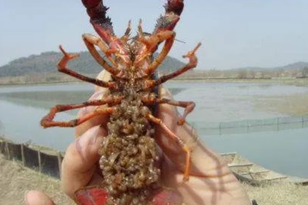 小龙虾抱籽后多久会出小虾，要经过12-25天左右