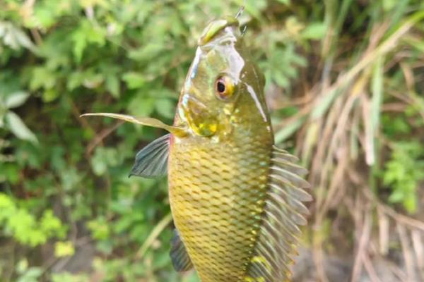 怎么钓罗非鱼上鱼快，鱼钩可用袖钩、海夕钩或伊豆钩