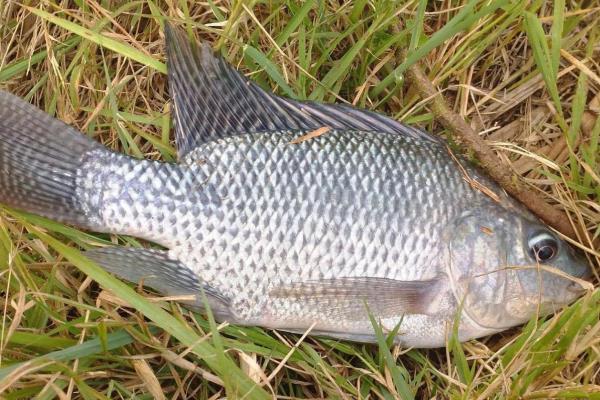 怎么钓罗非鱼上鱼快，鱼钩可用袖钩、海夕钩或伊豆钩